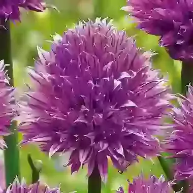 Schoenoprasum Forescate